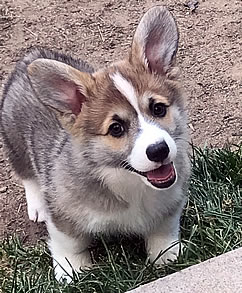 Cefin corgi puppy