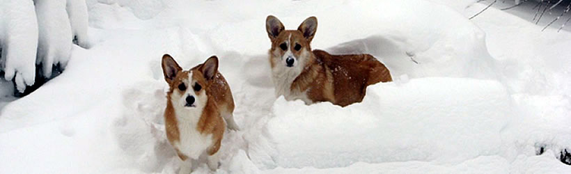 Our corgis